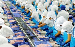 Xuất khẩu mực, bạch tuộc sang Thái Lan tăng 25%