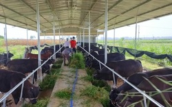 Quảng Nam: Tìm mô hình hay, tạo sinh kế mới, có mô hình nuôi bò 3B giúp nông dân làm giàu