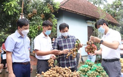 Hà Nội giãn cách xã hội: Hội Nông dân kết nối tiêu thụ hơn 400 tấn rau củ, 150 tấn nhãn