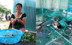 Công nhân "mắc kẹt" ở Hà Nội bẫy chim, hái rau dại ăn qua bữa giữa đợt giãn cách xã hội