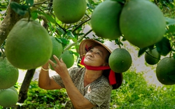 Làng bưởi đặc sản ở Bình Dương chuyển mình từ dự án kết nối thông minh