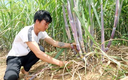 Sơn La: Một nông dân thu 200 triệu mỗi năm nhờ trồng mía