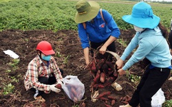 Kiên Giang: Áo xanh tình nguyện xuống đồng - ra phố giúp nông dân tiêu thụ nông sản