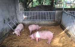Đà Nẵng: Nhân rộng mô hình nông hộ chăn nuôi heo sạch theo hướng hữu cơ 