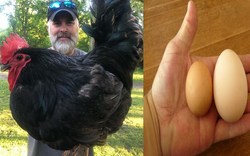 Giống gà thuần chủng siêu to khổng lồ nhất thế giới, nhìn quả trứng gà cứ ngỡ là...trứng ngỗng