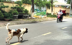 Sự thờ ơ, chủ quan khiến nhiều người tử vong vì bệnh Dại