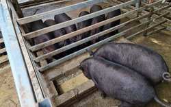 Điện Biên: Bệnh dịch tả lợn châu Phi đang có diễn biến phức tạp 
