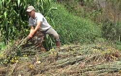 Lâm Đồng: “Ngấm đòn” vì dịch nhưng người trồng hoa vẫn quyết chơi lớn đợi cuối năm gỡ gạc