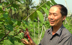Tiền Giang: Anh nông dân trồng cây đặc sản thơm như dứa, cây chưa cho trái thương lái đã đặt mua giá cao