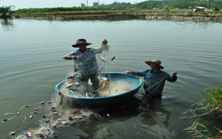 Quảng Ngãi: Lạ mà hay, nuôi ghép tôm - cua- cá trong ao, nhưng cho hiệu quả kinh tế bất ngờ