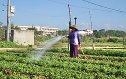 Đà Nẵng: Nông dân trồng rau gặp khó trong thời điểm “ai ở đâu thì ở đó”