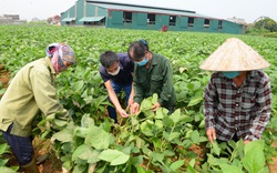 Bắc Giang: Vì sao nông dân ở đây trồng đậu tương rau, nuôi gà ri lại không lo chuyện bán chác?