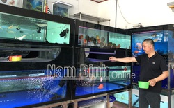 Nam Định: Nuôi thứ cá gì mà có con bán tới 60 triệu, mỗi tháng lãi ròng 50-70 triệu?
