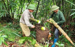 Hải Dương: Trồng măng tre Bát Độ, đào lên được mầm mập mạp, giữa mùa dịch Covid-19 nông dân vẫn thu 200 triệu đồng/ha