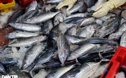 Bình Định: Một tàu cá trúng đậm mẻ cá ngừ sọc dưa 50 tấn, chủ tàu kiếm 1 tỷ đồng