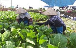 Hà Nội: Giá rau tăng, vận chuyển có khó khăn nông dân vẫn vui vì lãi khá  