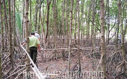 Sóc Trăng: Con vọp là con gì, ốc len là con gì mà dân nuôi trong rừng ngập mặn bắt bán lại kiếm bộn tiền?