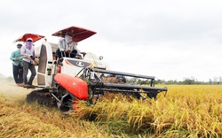 Thiếu một loại máy quan trọng trong sản xuất lúa, Sóc Trăng nhờ Hậu Giang "chi viện" 