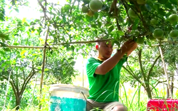 Đồng Nai: "Liều" trồng trái đặc sản ngọt như đường trên đất pha cát, anh nông dân lời tiền tỷ mỗi năm