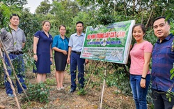 Thái Nguyên: Trồng cát sâm trên đất đồi cằn, dự kiến thu tiền tỷ