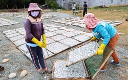 Thú vị nghề hấp cá ở Ninh Thuận, sáng ra làm chiều lại cầm "tiền tươi"