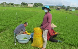 Phải nhờ cộng đồng giải cứu nông sản, nông dân chúng tôi rất bứt rứt, trăn trở