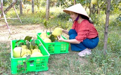 “Đệ nhất danh quả” của tỉnh Hà Tĩnh bước vào vụ thu hoạch
