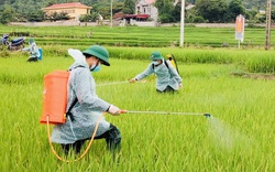 Bộ đội, Công an Sơn La: Giúp người dân Phù Yên duy trì sản xuất trong thời giãn cách vì Covid-19