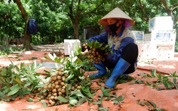 Nhãn lồng Hưng Yên được tạo "luồng xanh" trên "chợ ảo"