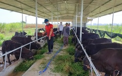 Quảng Nam: Nuôi giống bò 3B to bự, nhiều nông dân ở Điện Bàn vươn lên làm giàu