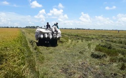 Bộ Nông nghiệp kiến nghị Chính phủ tăng thu mua dự trữ lúa gạo, tránh nguy cơ thương lái ép giá, trục lợi