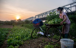 Hà Nội: Người dân trồng rau ở bãi giữa sông Hồng loay hoay những ngày giãn cách xã hội