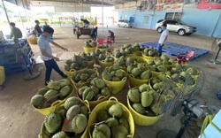 Chính quyền đồng hành, nông dân Đắk Lắk vượt dịch thu quả ngọt (bài 2): Đẩy mạnh kết nối