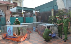 Vụ đột kích bắt 17 con hổ nuôi nhốt trái phép ở Đô Thành (Nghệ An): Chính quyền không hề hay biết?