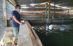 Phú Yên: Nuôi loài cá dài ngoẵng ví như "nhân sâm nước", bắt bán 1 lứa ông nông dân thu 1 tỷ