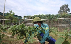 Hà Tĩnh: Bỏ nghề phụ hồ đầu tư làm rau trái mùa, vợ chồng lão nông rủng rỉnh tiền tiêu