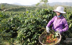 Quảng Trị: Tái canh cây cà phê chè cho nông dân miền núi