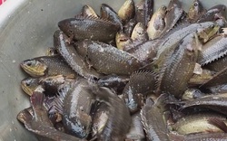 Giá cá rô đầu vuông, cá thát lát, cá trê, cá tra "cắm đầu đi xuống", nông dân ĐBSCL lỗ nặng