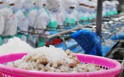 Cà Mau: Một công ty thủy sản cho 90 công nhân sơ chế tôm, vi phạm phòng chống dịch