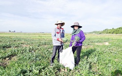 Quảng Trị: Trồng thứ cây ra trái chứa đầy nước, nông dân biến "đất khát" thành "đất vàng"