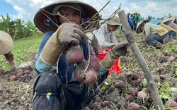 Vừa mới lập, nhóm "Nông sản Vĩnh Long" đã tiêu thụ hơn 200 tấn nông sản bằng công nghệ số giúp nông dân  