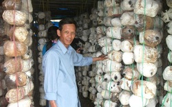 Bình Định: Được Chủ tịch nước tặng Huân chương Lao động nhờ trồng nấm giỏi