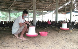 Long An: Một nông dân giỏi làm giàu với mô hình nuôi gà nòi Bình Định, mỗi năm thu 800 triệu