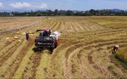Đà Nẵng: Nông dân gấp rút thu hoạch lúa, hoa màu “chạy” bão Conson