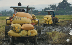 Ảnh: Nông dân Đà Nẵng khẩn trương thu hoạch lúa “chạy” bão