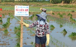 Hải Phòng: Nông dân "đánh thức" những mảnh ruộng hoang cằn cho mùa vàng bội thu