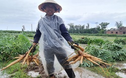 Quảng Nam: Dân dầm mưa nhổ vội bụi khoai mì chạy bão, cây còn xanh, củ còn non vẫn phải đem về