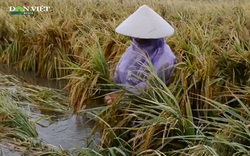 Bão Conson gây mưa lớn tại miền Trung, hơn 1.382 ha lúa bị ngập