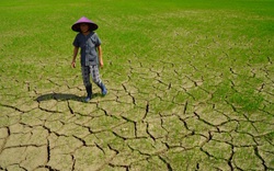 Lạ đời ở tỉnh Gia Lai: Hạn hán giữa mùa mưa, cây trồng chết la liệt,  nông dân ngao ngán kêu trời