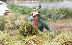 Đắk Lắk: Ảnh hưởng bão số 5, 230ha lúa của "vựa" lúa chìm trong biển nước